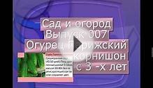 Сад и огород Выпуск 007 Сажаем огурец Парижский корнишон с