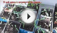 Сеем ТОМАТЫ на рассаду. 2 способа посадки. Сад и огород