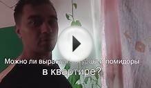 Серия-1. В квартире зимой посадил огурцы и помидоры.