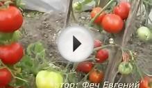 Сорта помидоров открытого грунта