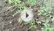 Способ посадки переросшей рассады помидоров