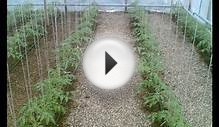 теплица от 26 мая, растет помидоры, баклажаны, перцы и огурцы