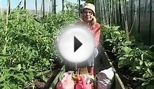 Уход за крупноплодными помидорами в теплице: Подкормка и полив