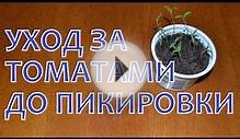 Уход за рассадой ТОМАТОВ от ВСХОДОВ до ПИКИРОВКИ