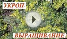 Укроп, выращивание