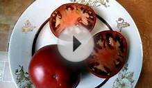урожайные сорта томатов длЯ открытого грунта