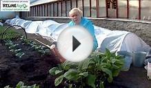 Выращиваем баклажаны. Как посадить баклажаны через рассаду.