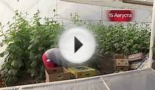 Выращиваем огурцы в теплице, Хозяйство Таврия Скиф