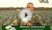 Выращивание капусты в Винницкой области.avi