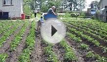 выращивание картофеля 1