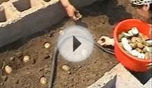 Выращивание картофеля (интенсивное)