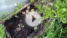 Выращивание картофеля под соломой в ящике // Planting