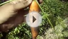 Выращивание моркови: выбор почвы, подготовка семян, посев
