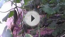 выращивание огурцов - огурец на пасху