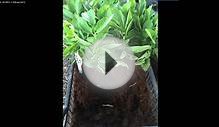 Выращивание оздоровленного картофеля из листоклубней
