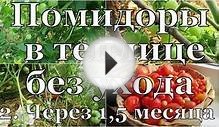 Выращивание помидор в теплице без ухода
