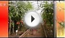 Выращивание помидор в теплице. Видео о выращивании томатов.