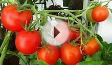 Выращивание помидоров на балконе. GuberniaTV