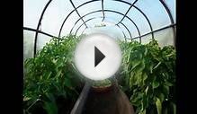 Выращивание помидоров в теплице видео