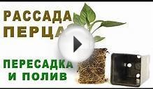 Выращивание рассады перца в домашних условиях - Как