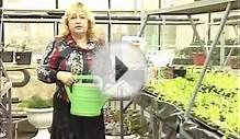 Выращивание салата в теплице. Кассетный способ выращивания