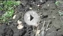 Выращивание семенного картофеля (видео)
