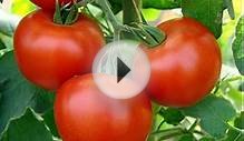 Выращивание томатов и огурцов