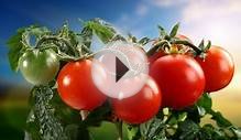 Выращивание томатов по голландской технологии