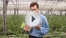 Выращивание томатов Технология изобилия урожая по методу