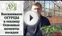 Высаживаем ОГУРЦЫ в теплицу. Основные тонкости посадки