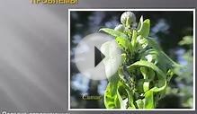 Защита растений от болезней и вредителей Дом Сад Огород ТВ