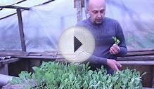 Здоровая рассада капусты. Профилактика и лечение.
