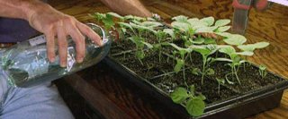 Подкормки рассады Выращивание хорошей рассады: подкормка