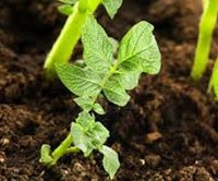 Выращивание картофеля в траншеях: окучивание