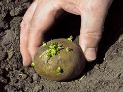 Выращивание картофеля в траншеях: подготовка клубней