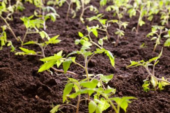 Выращивание рассады помидор для теплицы: советы Ганичкиной