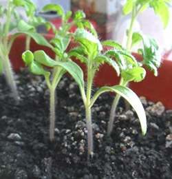Выращивание рассады томатов: первый этап
