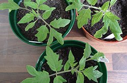Выращивание рассады томатов: пикировка