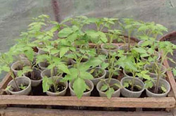 Выращивание рассады томатов: подкормка