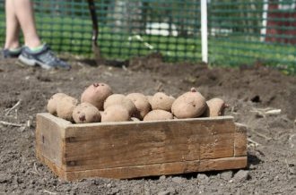 Высадку подготовленных клубней картофеля проводят разными способами в зависимости от типа почвы