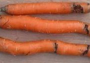 вредители моркови