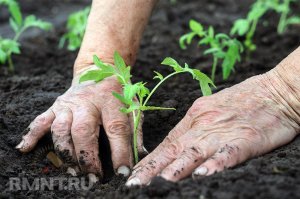 Зимнее выращивание овощей в теплице